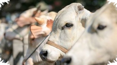 Anggaran Kurban Mulai Mengencang, Harga Kambing Dan Sapi Di Jabodetabek Naik Bertahap