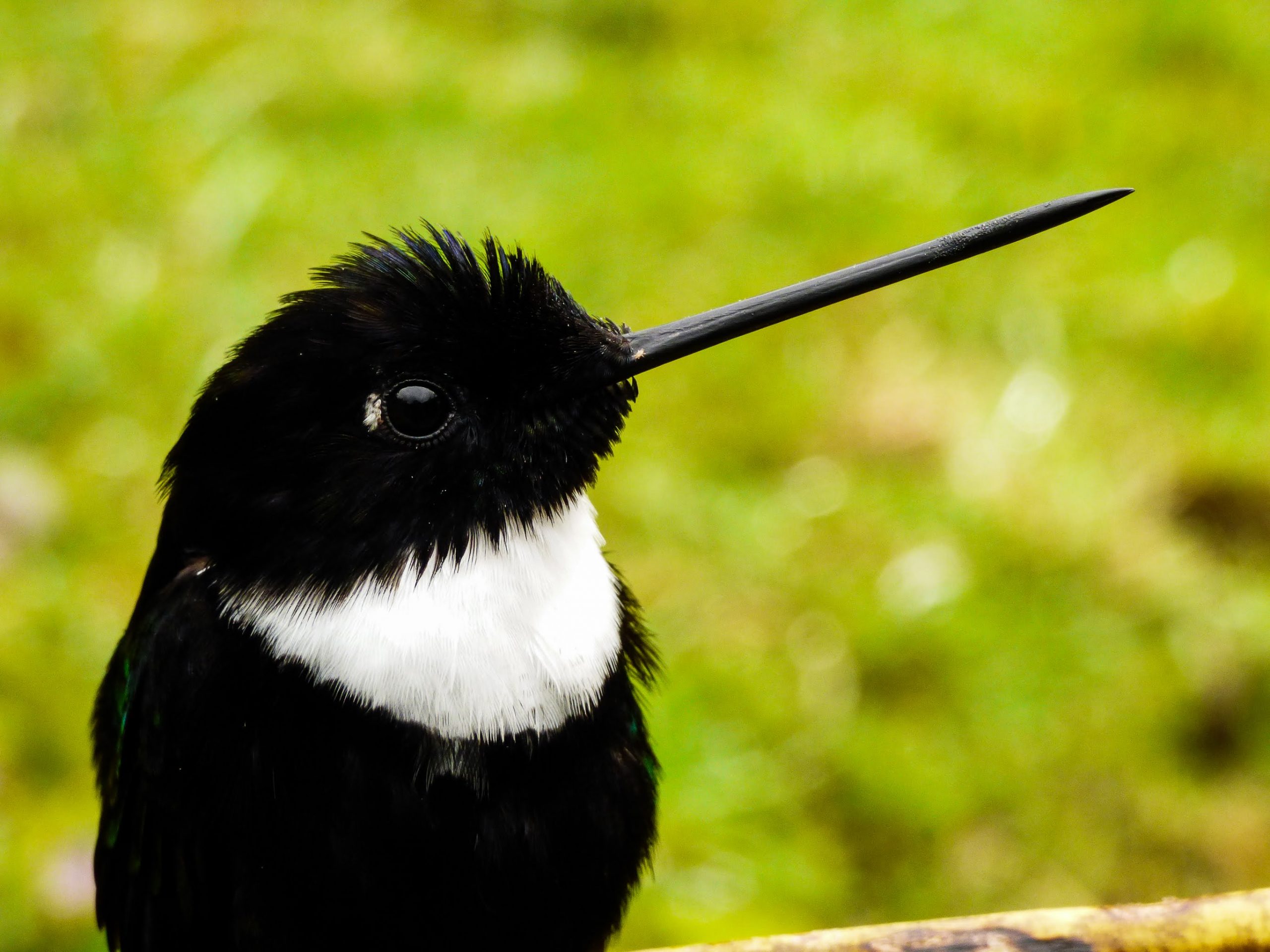 Collared Inca, Kolibri Berkerah Putih Yang Ternyata Penyerbuk Penting Andes