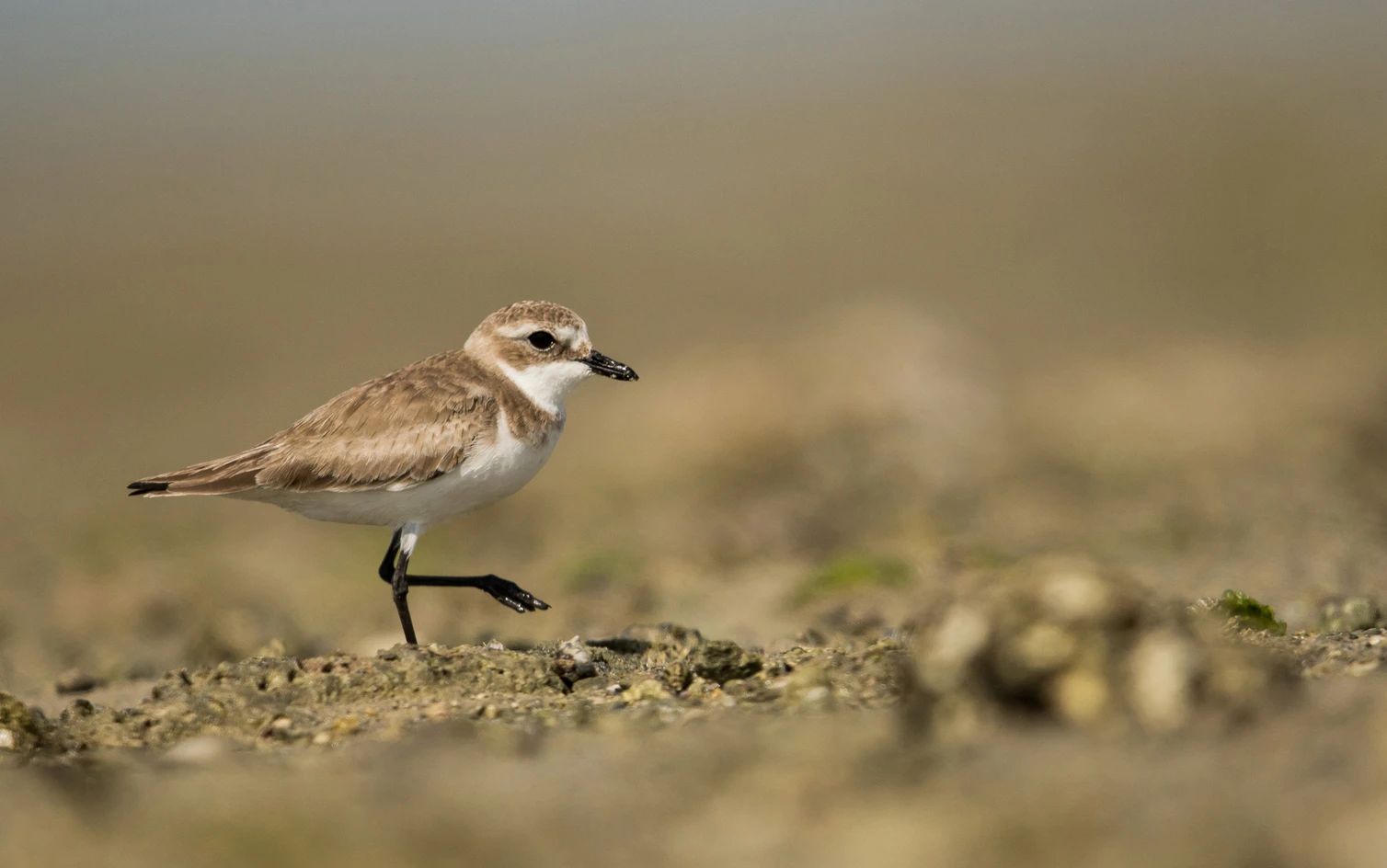 Siberian Sand Plover, Burung Kecil Yang Menempuh Ribuan Kilometer Demi Bertahan Hidup