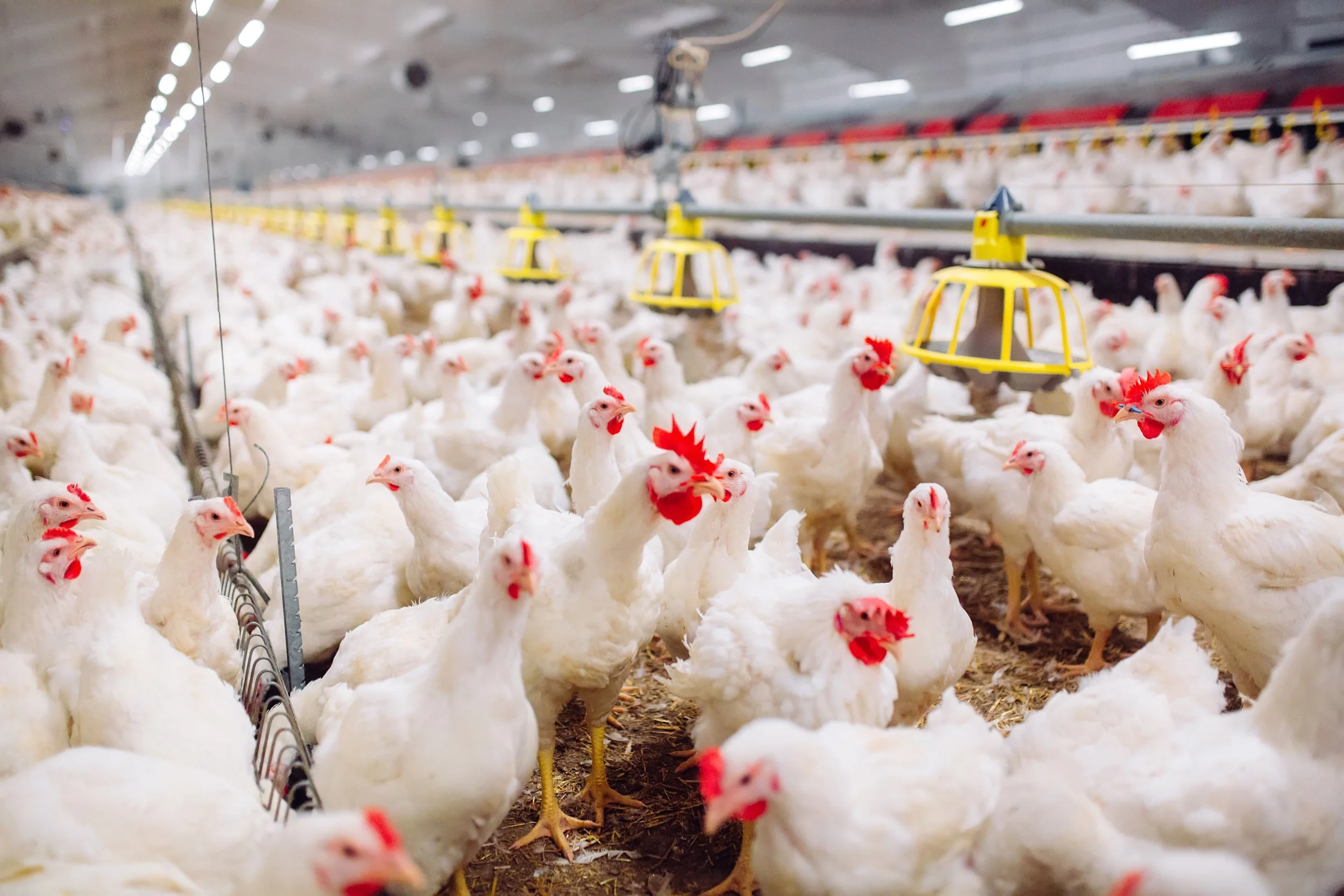 Salah Pilih Bisa Rugi, 4 Ayam Cage Free Ini Lebih Tahan Penyakit untuk Pemula