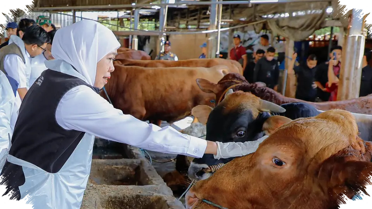 Jatim Surplus 558 Ribu Sapi Kurban, Pasokan Idul Adha 2026 Aman dan Sehat