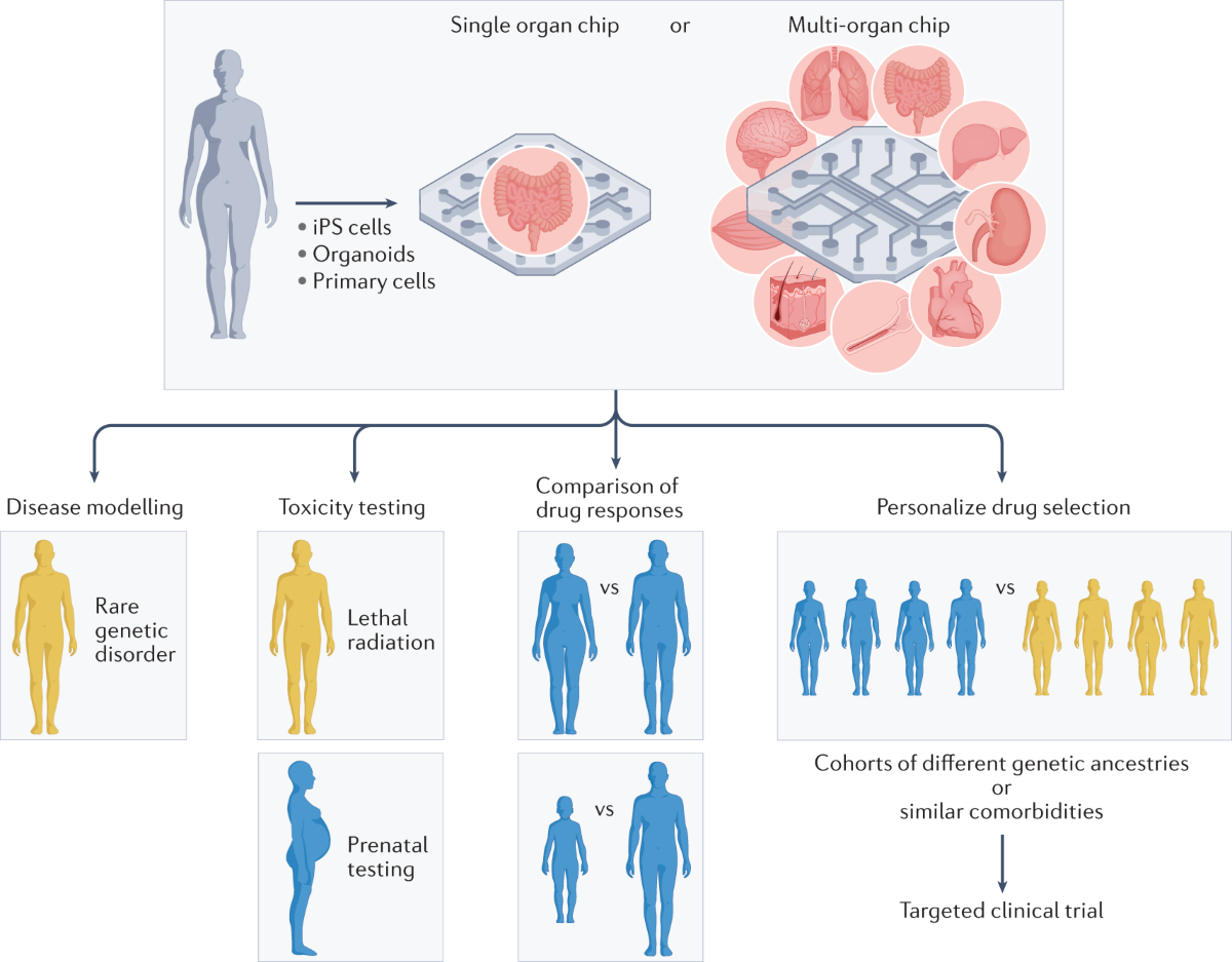 Human Organ Chip Memangkas Uji Obat, Dari Berbulan-Bulan Jadi Jauh Lebih Cepat