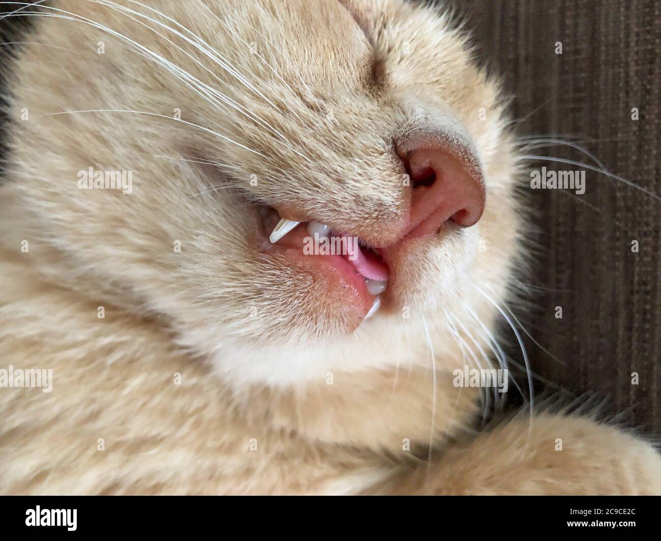 Saat Kucing Menjulurkan Lidah Saat Tidur, Ini Tanda Nyaman Atau Bahaya