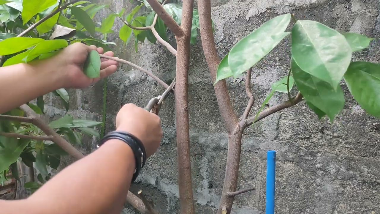 Pohon Sirsak Sulit Berbuah, Salah Pangkas Bisa Jadi Penyebabnya, Ini Waktu Tepatnya