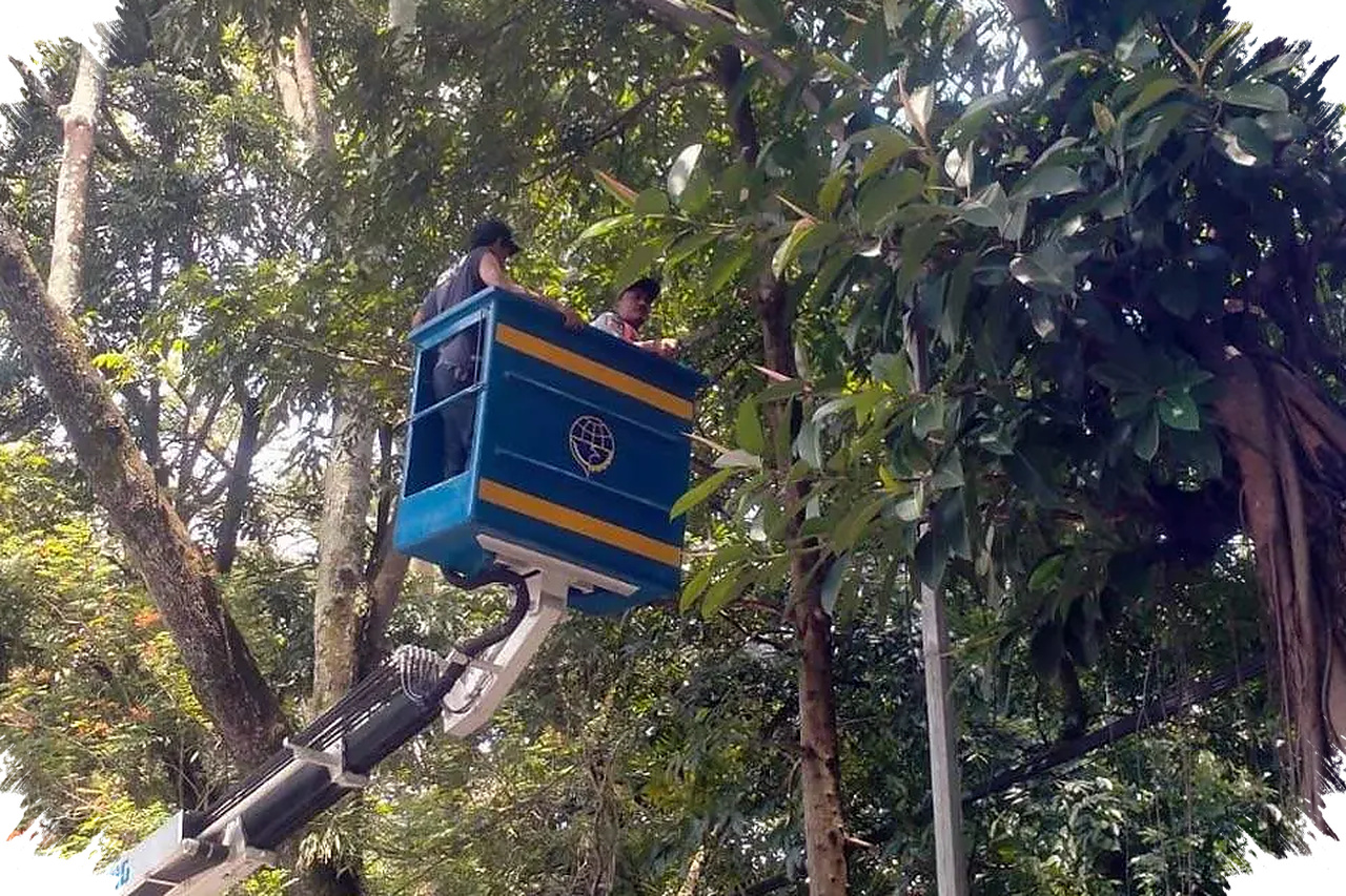 Pemprov Jabar Kunci Tebang Pohon Jalan Provinsi, Izin Gubernur Kini Wajib Duluan