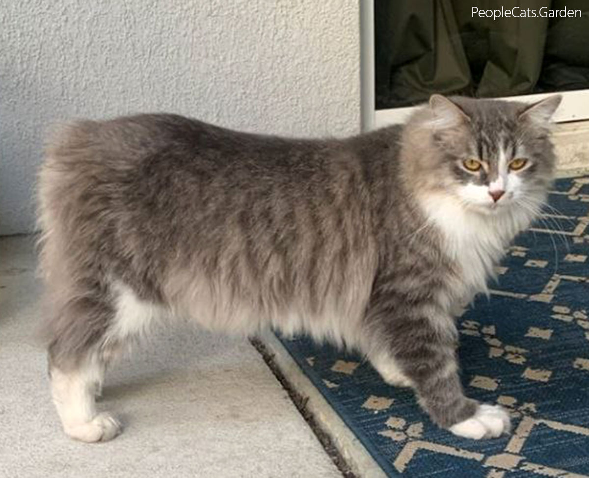 Mengapa Ada Kucing Tanpa Ekor, Ternyata Ini Bukan Sekadar Soal Genetik