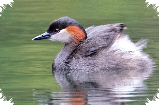 Madagascar Grebe Terancam Punah, Burung Kecil Ini Bergantung Pada Danau Yang Kian Menyusut