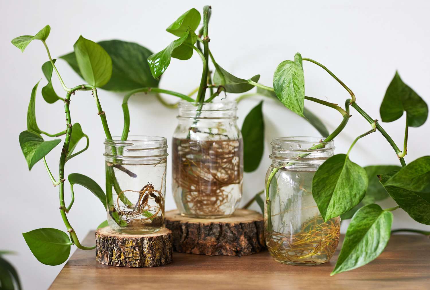 Hunian Makin Adem Tanpa Ribet, 5 Tanaman Hidroponik Mini Ini Cocok untuk Indoor
