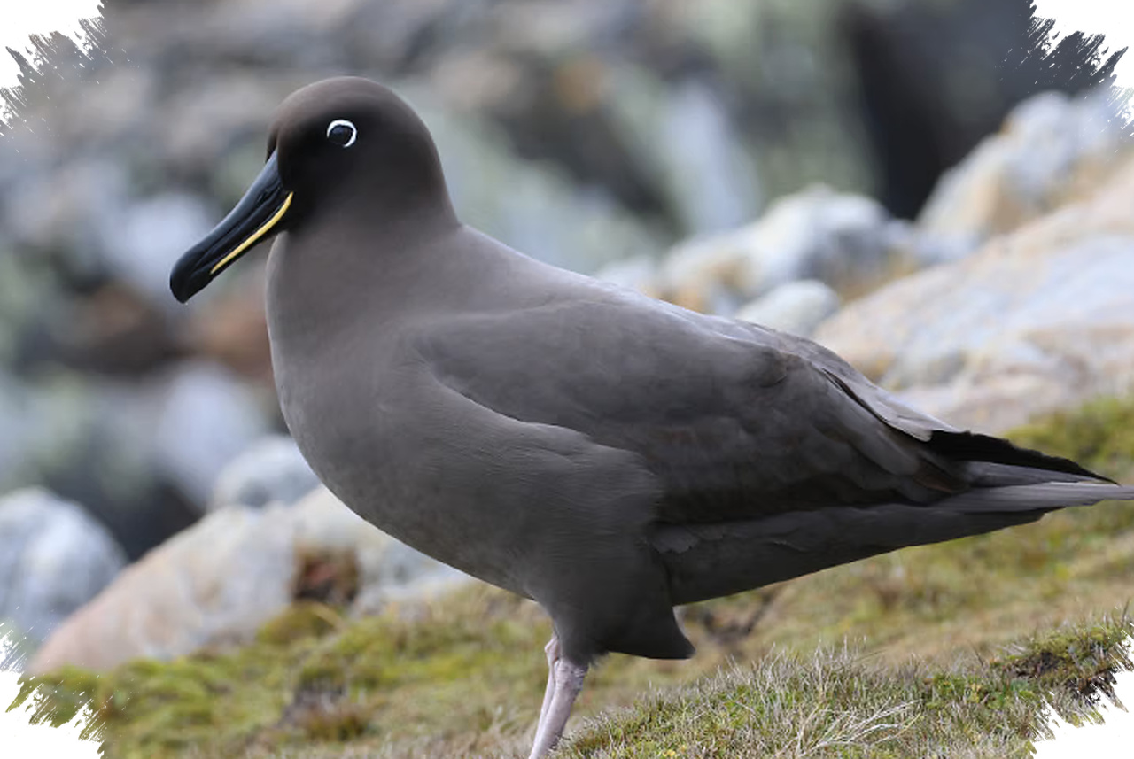 Sooty Albatross Yang Elegan Terancam Punah, Ancaman Ini Mengintai Di Samudra Selatan