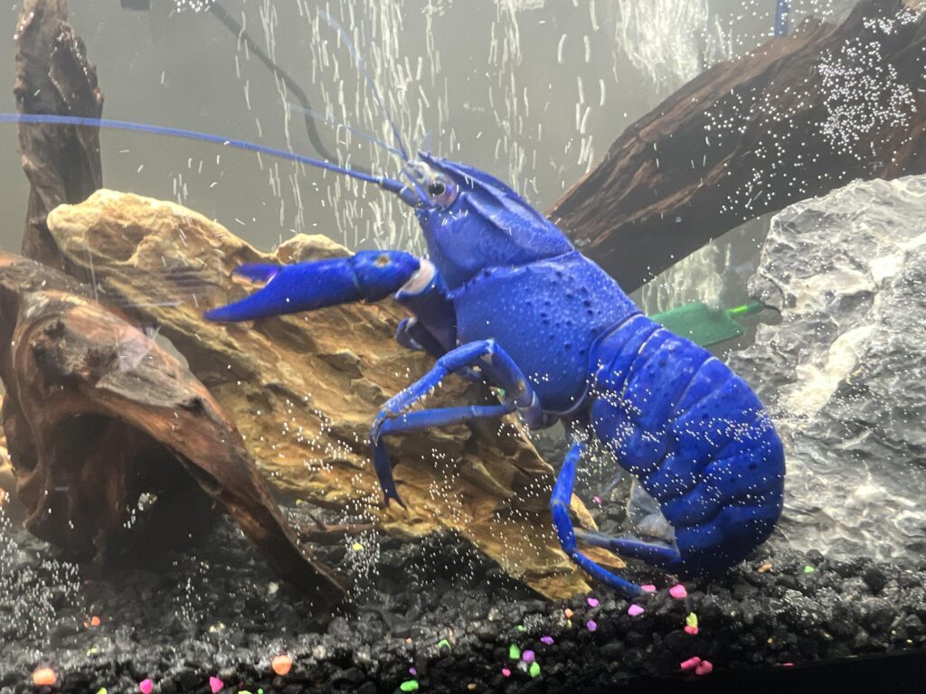 Indukan Salah Bikin Gagal Panen, Cara Memilih Lobster Air Tawar Hingga Kawin Dalam Bak