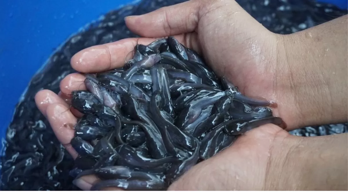 Modal Kecil di 1 Ember, Lele Dan Bekicot Bisa Dipelihara Bersama di Pekarangan Sempit
