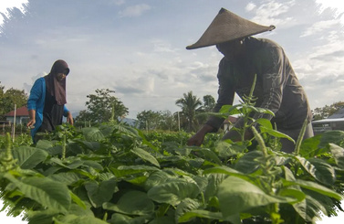 MJO Aktif Di Jawa, DIY Siap Diguyur Hujan Tiga Hari Berturut-turut