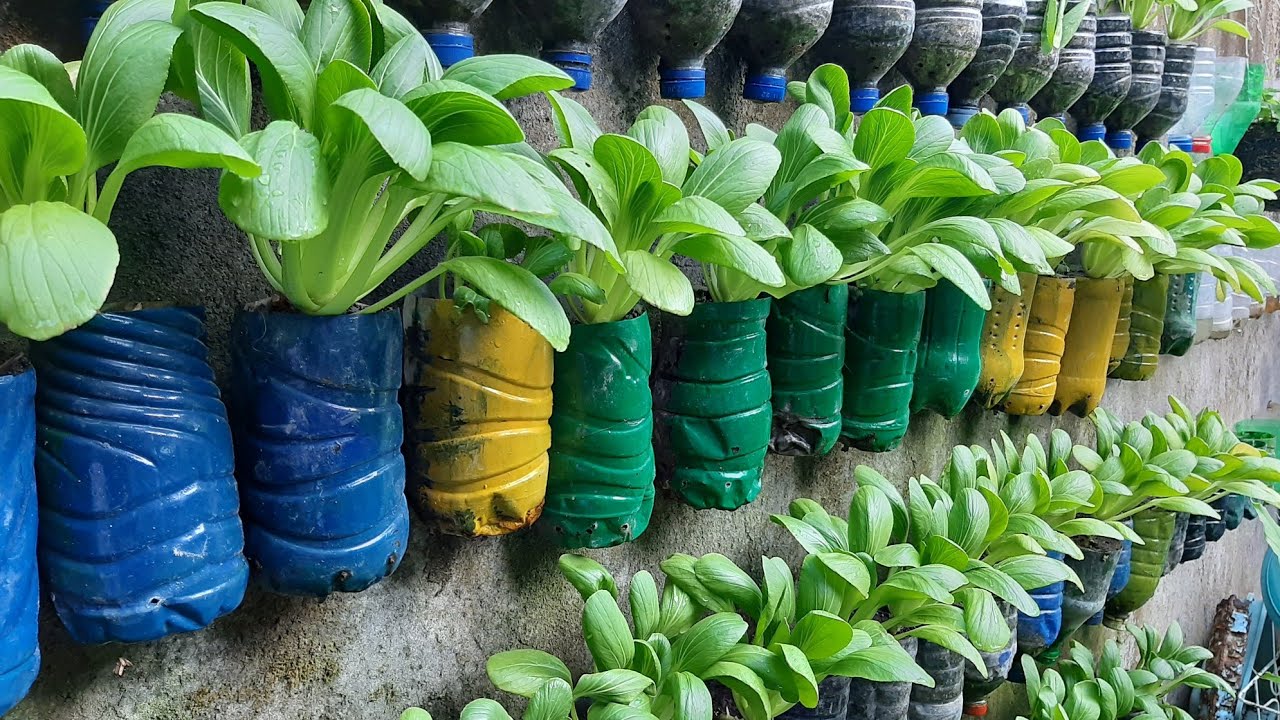 7 Ide Kebun Terong dari Botol Plastik, Teras Sempit Tiba-Tiba Jadi Hijau dan Rapi