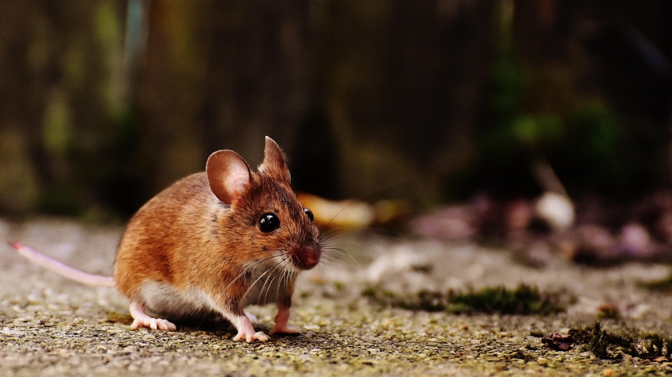 Gejala Awal Mirip Flu, Hantavirus Ternyata Beda Jauh dari Corona Karena Sumbernya