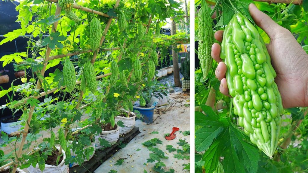 Lahan Sempit Tak Jadi Masalah, Kebun Rambat Timun-Pare Ini Cuma Pakai Barang Bekas