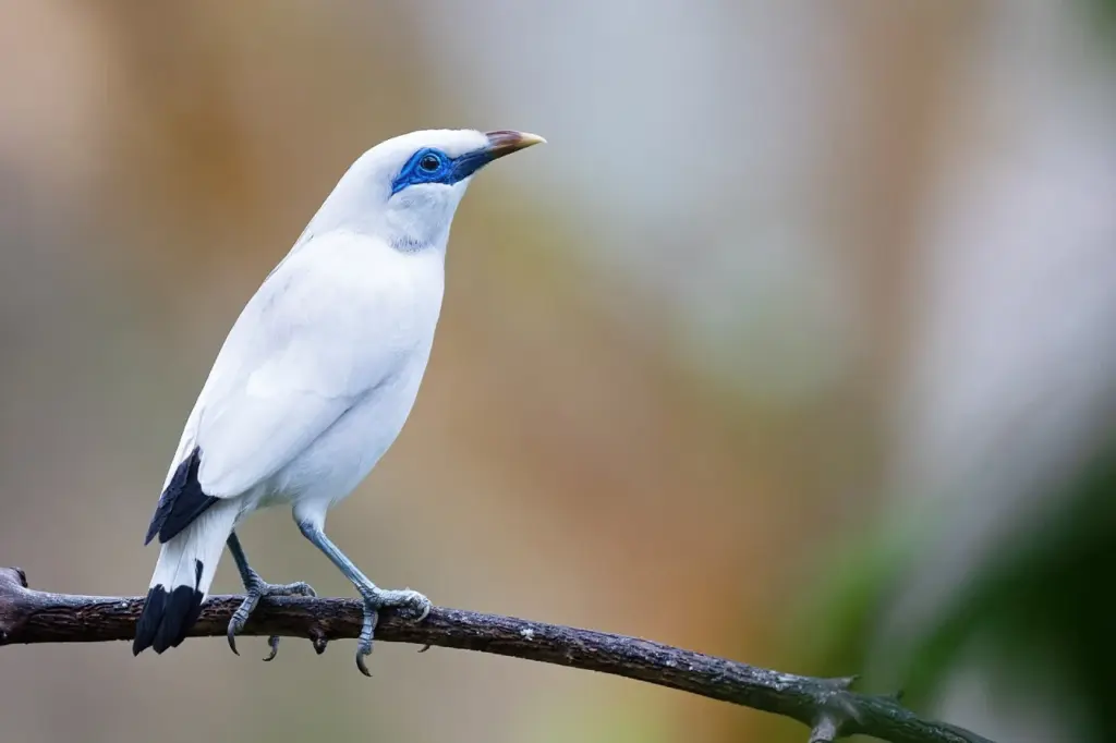 7 Fakta Blekok Sawah, Burung Sawah Kecil yang Tiba-Tiba Tampak Putih Saat Terbang
