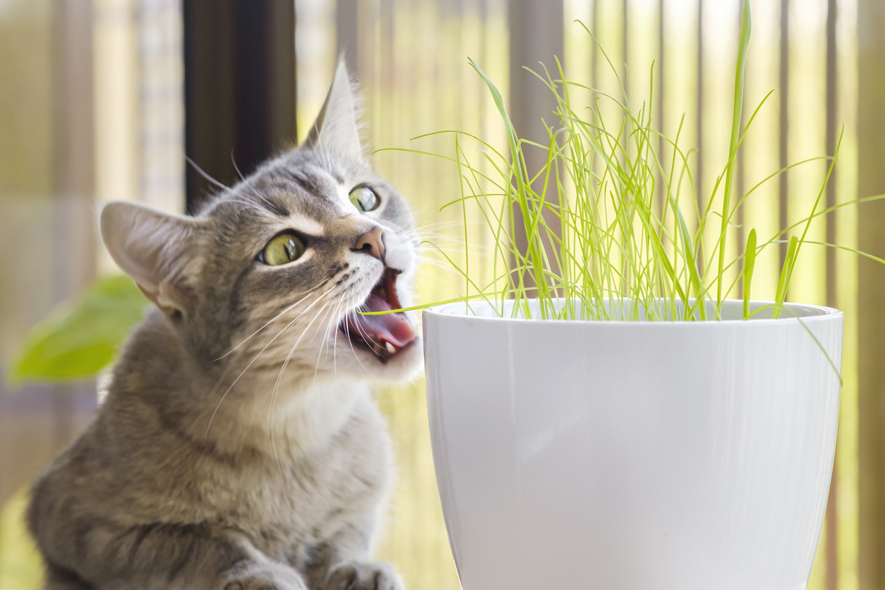 Kucing Makan Rumput Bukan Karena Suka Sayur, Ini Sinyal Tubuh yang Sering Disalahpahami