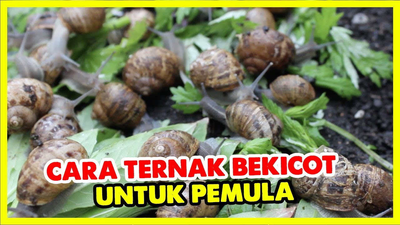 Bekicot Cepat Besar Atau Cepat Mati, 5 Kesalahan Sepele Ini Sering Bikin Gagal
