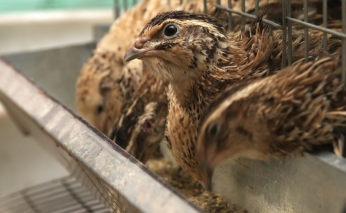 5 Fakta Burung Puyuh Hujan, Suara Kecilnya Sering Jadi Tanda Musim Hujan Mulai Dekat