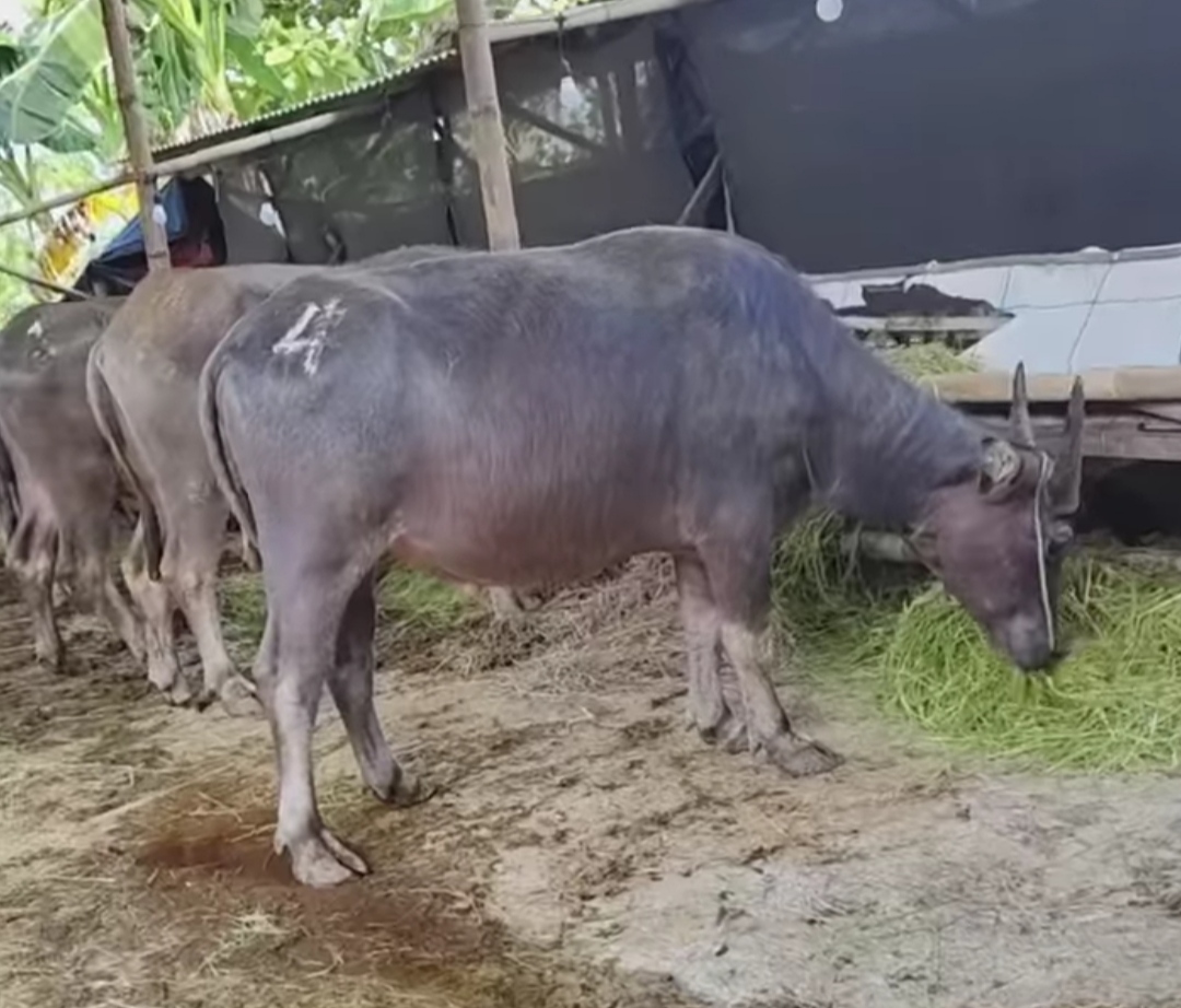 Jelang Idul Adha, Jawa Tengah Kekurangan Ribuan Kerbau Kurban dan Terpaksa Datangkan Pasokan Luar