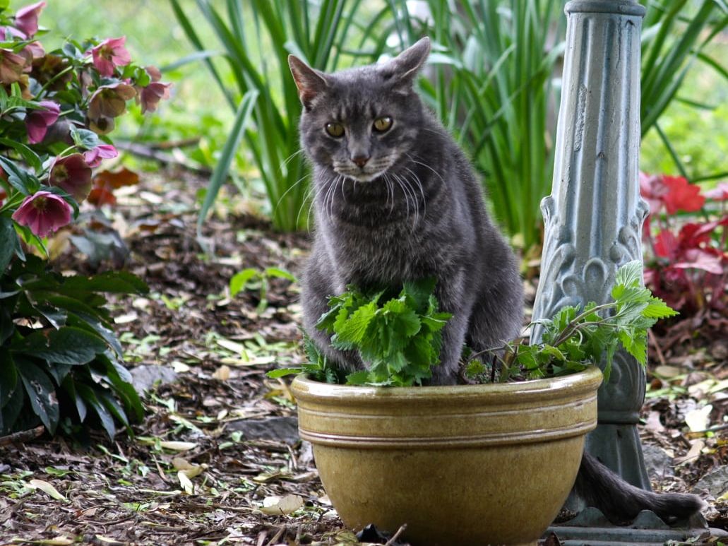 Catnip Bukan Tanaman Biasa, Ini Alasan Sebagian Kucing Langsung Tergila-gila