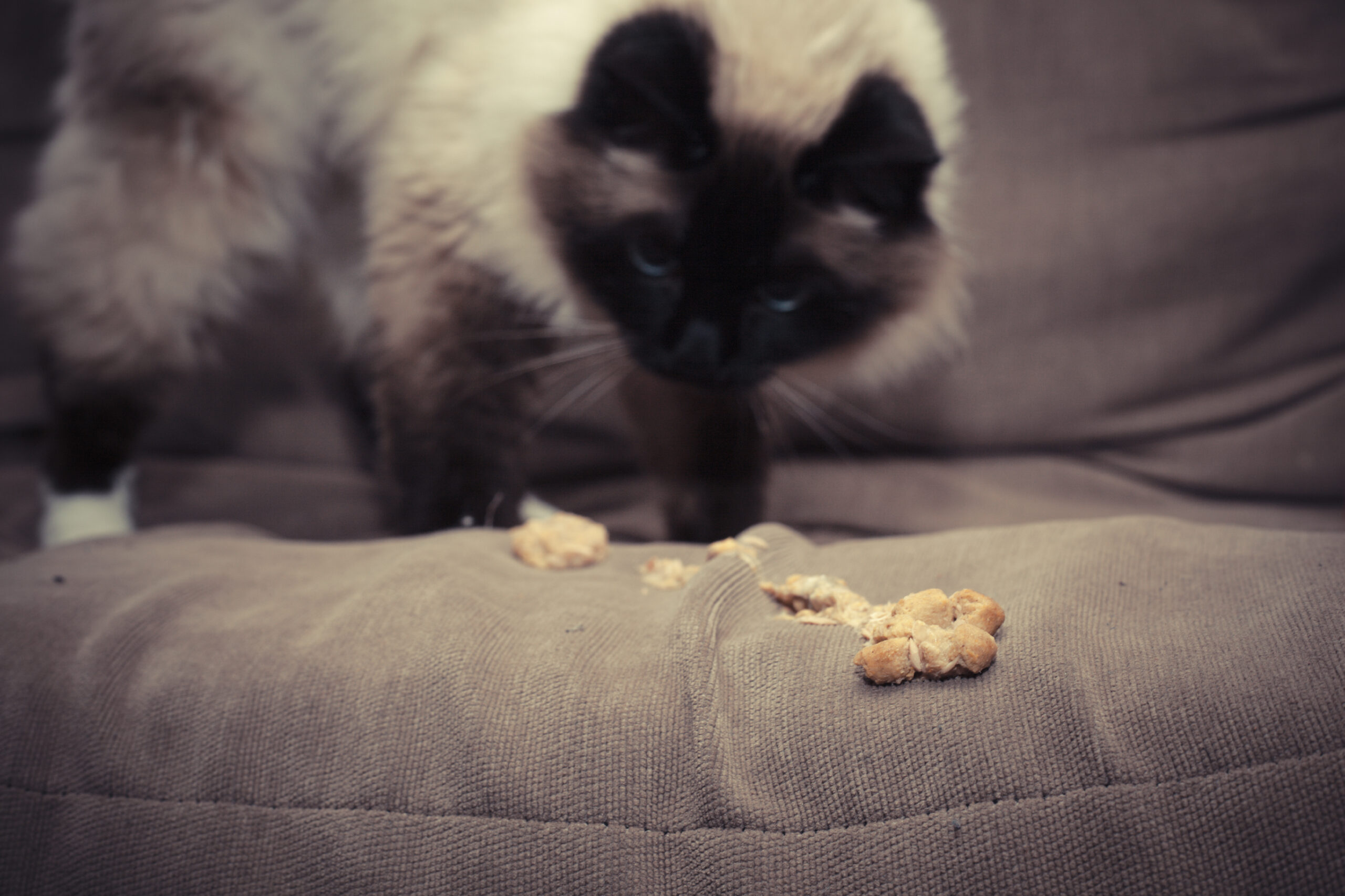 4 Cara Sederhana Cegah Hairball Pada Kucing, Kurangi Muntah Bulu yang Sering Terjadi