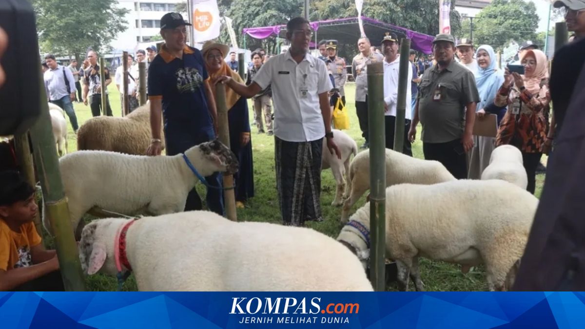 Domba 132 Kg Milik Mahasiswa Undip Raih Piala Gubernur Jateng, Dari Bangku Kuliah ke Podium Kontes