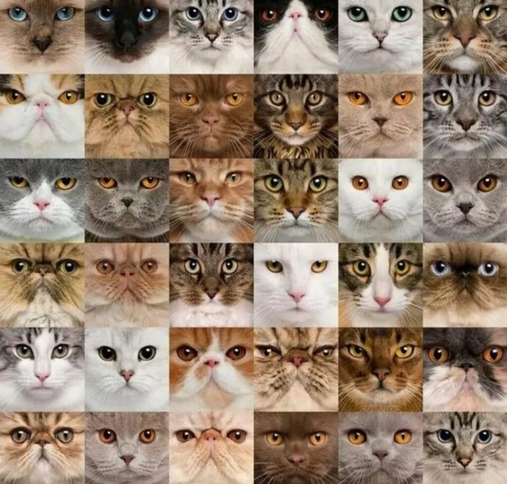 12 Ras Kucing Paling Langka Di Dunia, Banyak Yang Hanya Bisa Ditemui Di Negara Asalnya