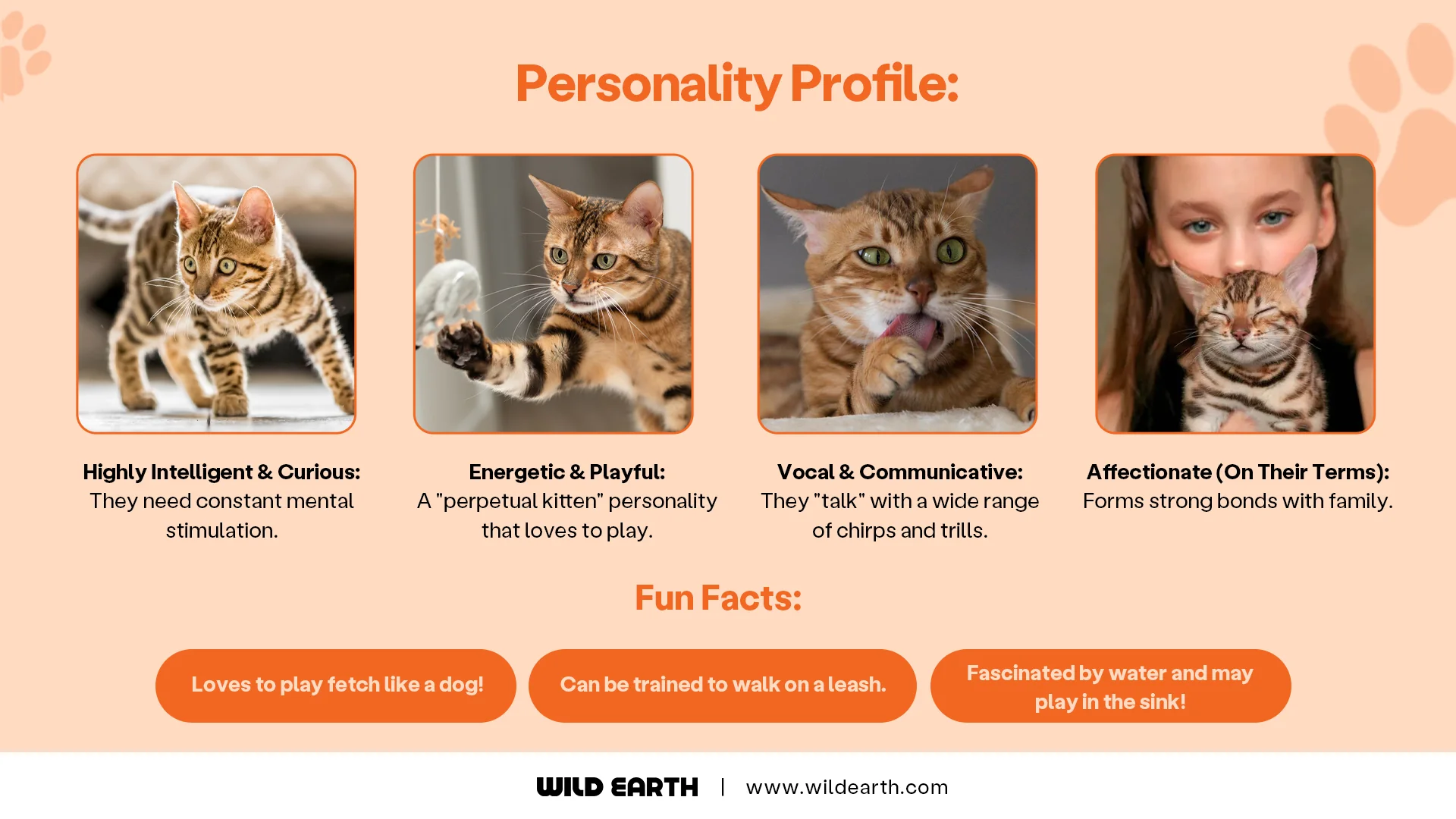5 Trivia Kucing yang Diam-Diam Mengubah Cara Kita Melihat Hewan Ini