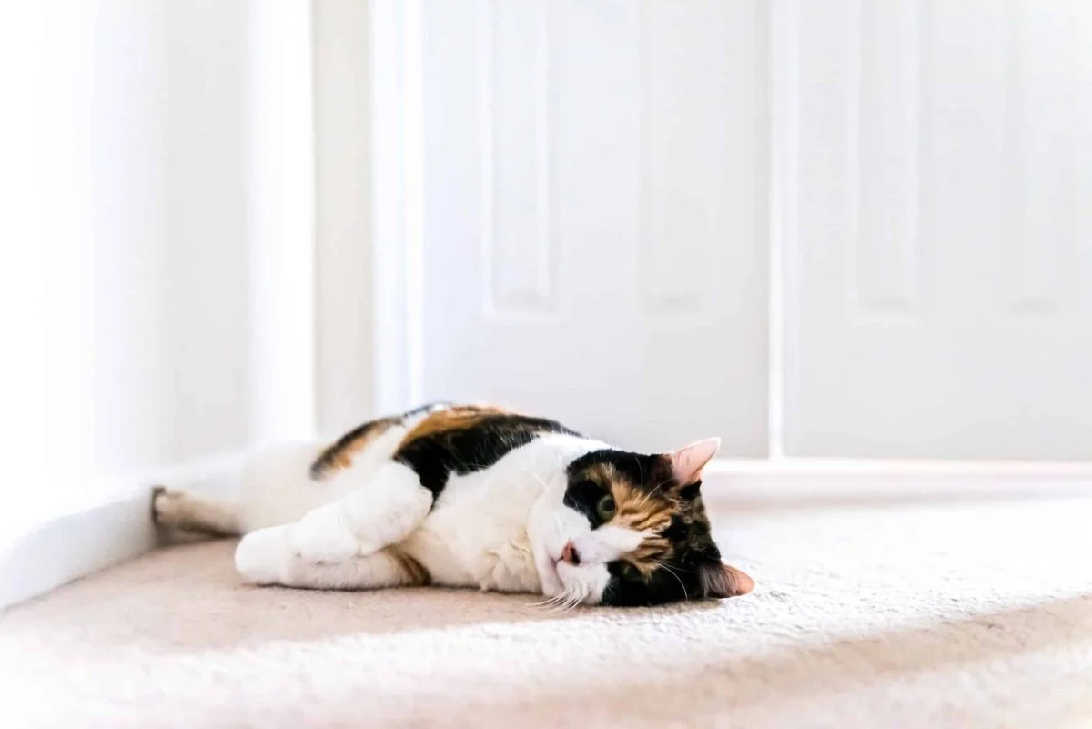 7 Tanda Kucing Kesepian, Dari Makin Clingy Hingga Pola Makan Ikut Berubah