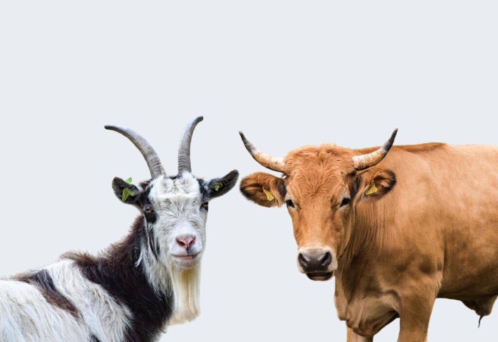Kambing Atau Domba Untuk Kurban, Mana Yang Lebih Aman Dipilih Dan Paling Bernilai?