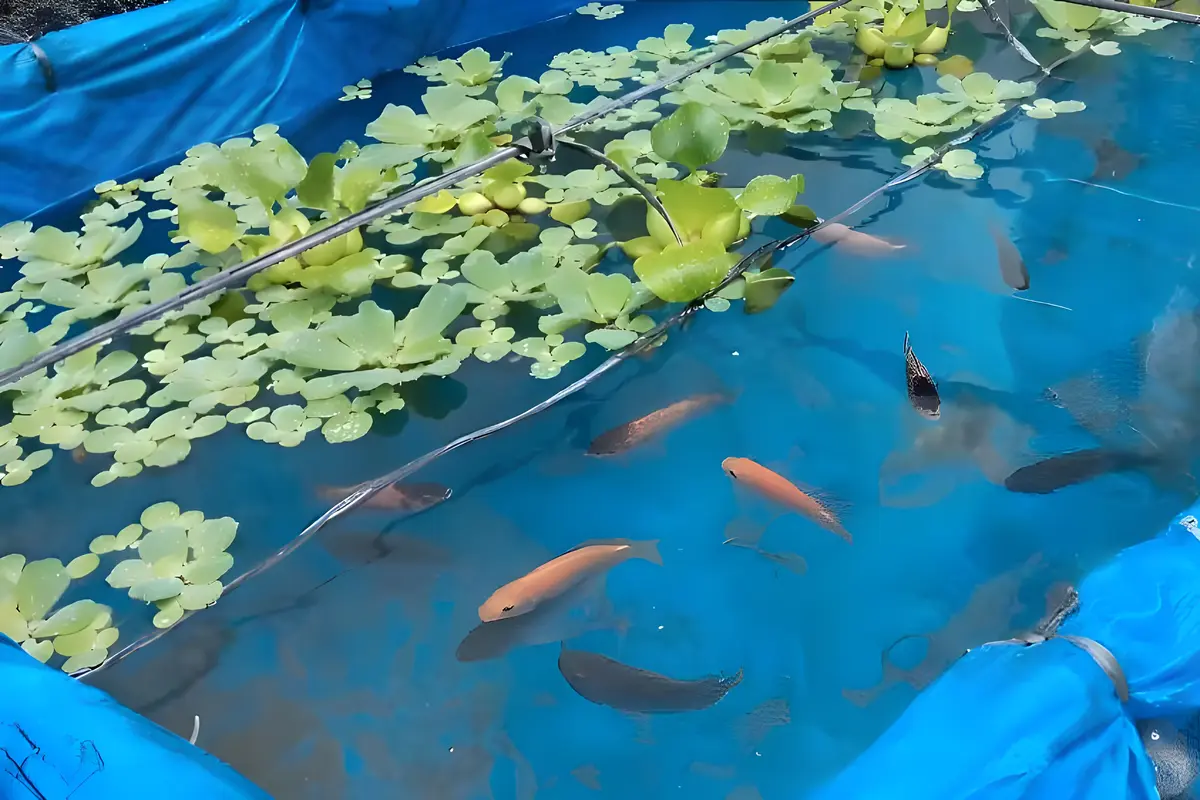 Budidaya 500 Ekor Nila Untuk Pemula, Kenapa Kolam Terpal Lebih Masuk Akal
