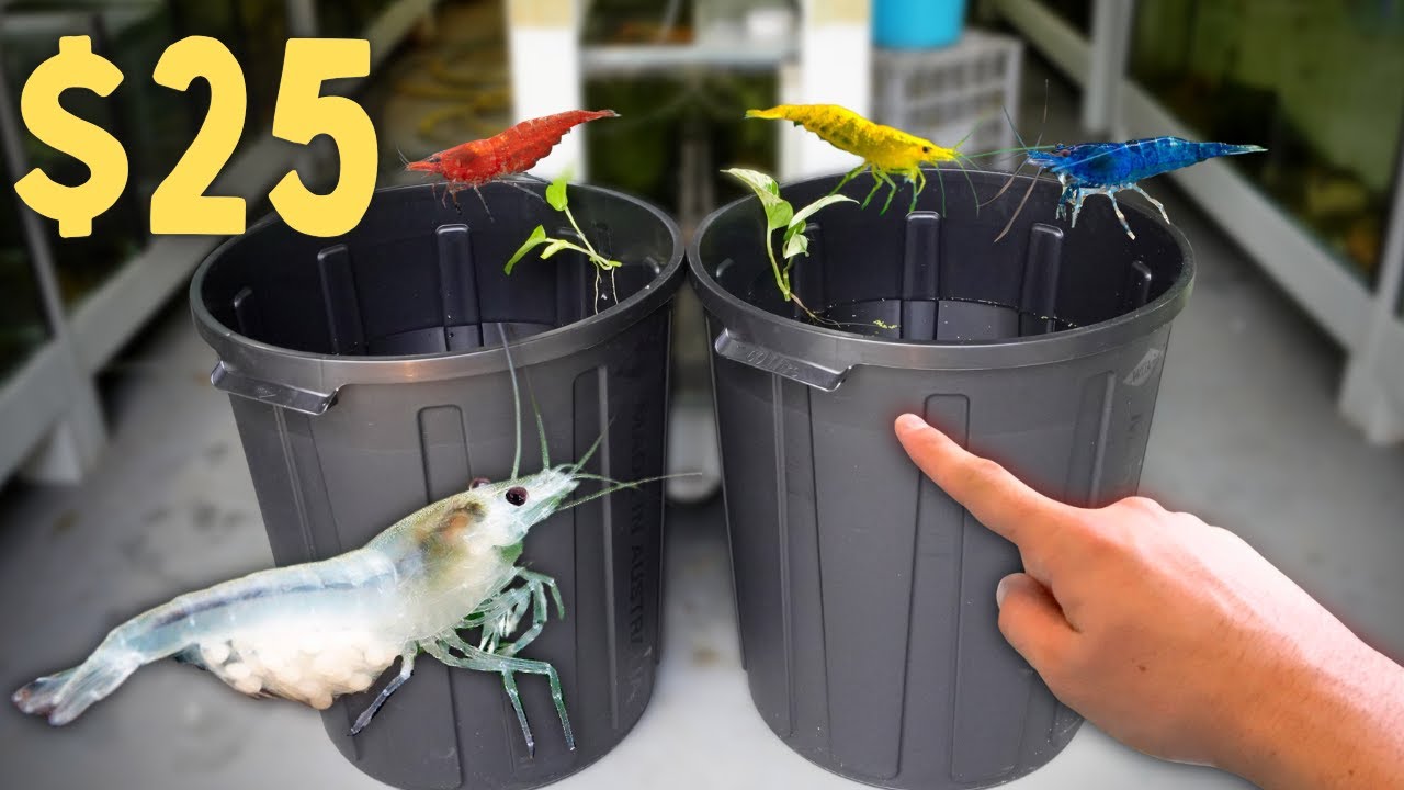 Ternak Udang di Ember Bisa Panen di Rumah, 7 Langkah Ini Menekan Risiko Gagal