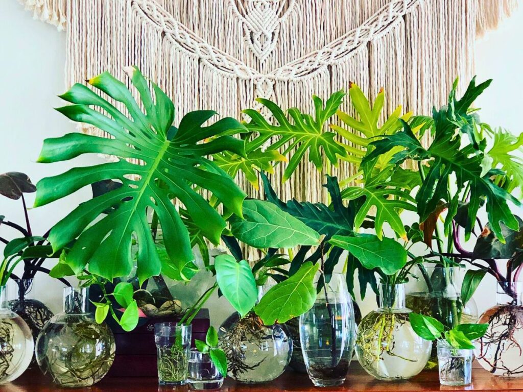 Monstera Mini Jadi Incaran, 6 Tanaman Hidroponik Minimalis Ini Bikin Rumah Makin Estetik