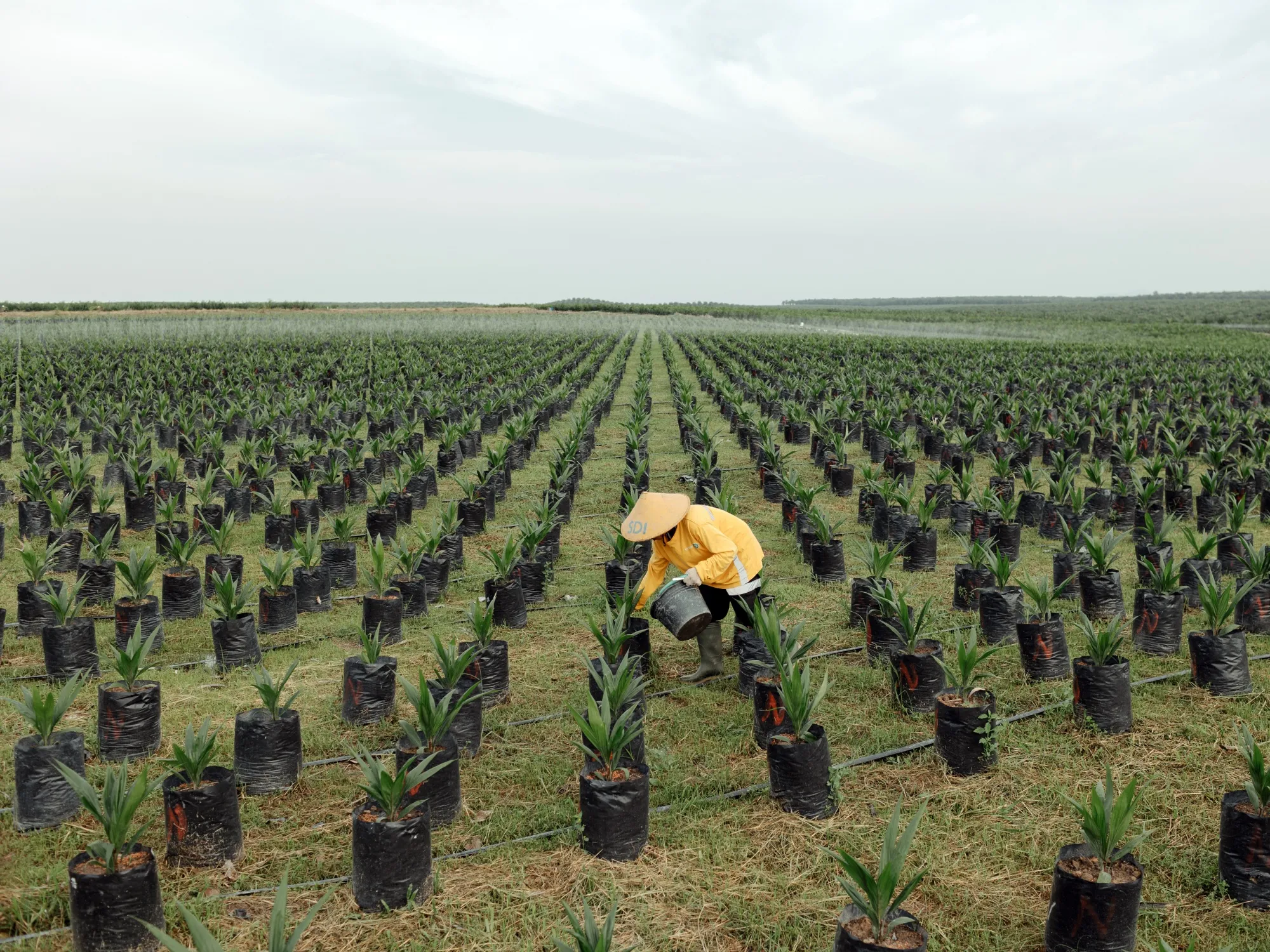 B50 Mulai Juli 2026, Indonesia Berpeluang Setop Impor Solar dan Hemat Rp157 Triliun