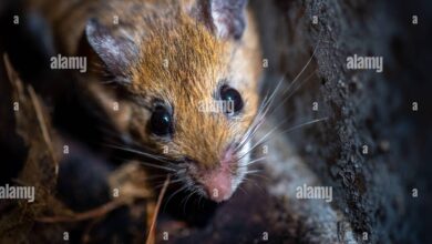 Tikus Kaki Putih Kecil Dan Pemalu, Tapi Diam-Diam Bawa Risiko Hantavirus