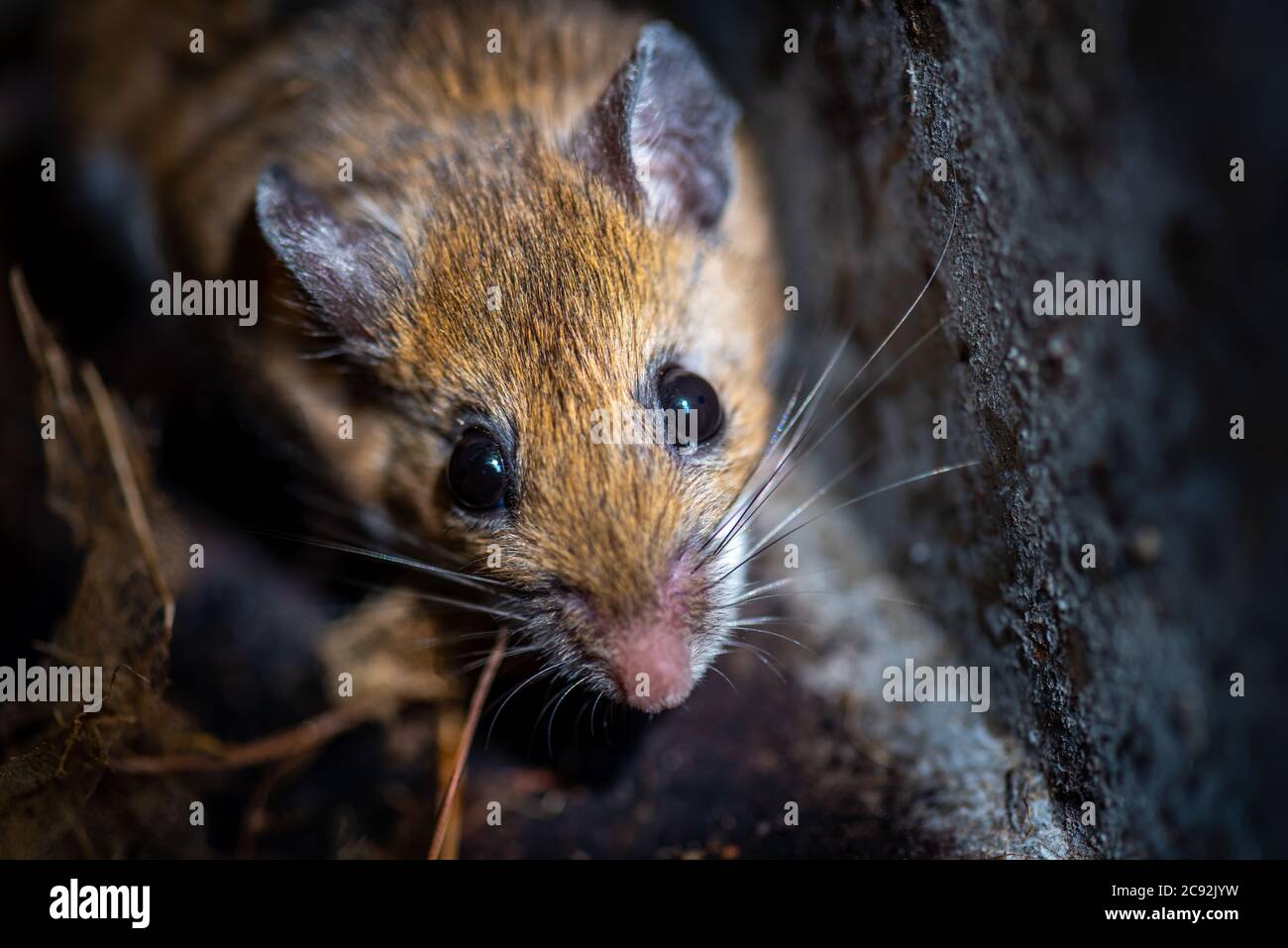 Tikus Kaki Putih Kecil Dan Pemalu, Tapi Diam-Diam Bawa Risiko Hantavirus