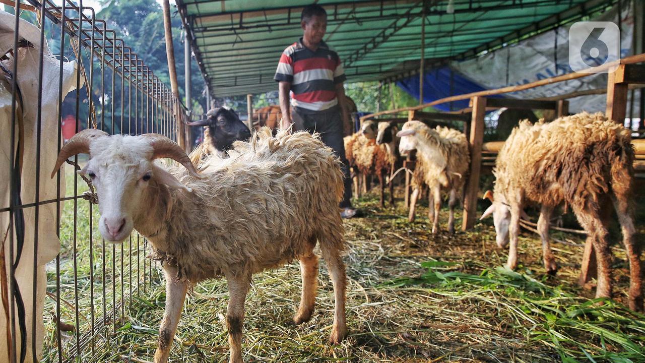 75 Ucapan Idul Adha 2026 yang Hangat dan Tak Biasa, Cocok untuk Keluarga hingga Caption Medsos