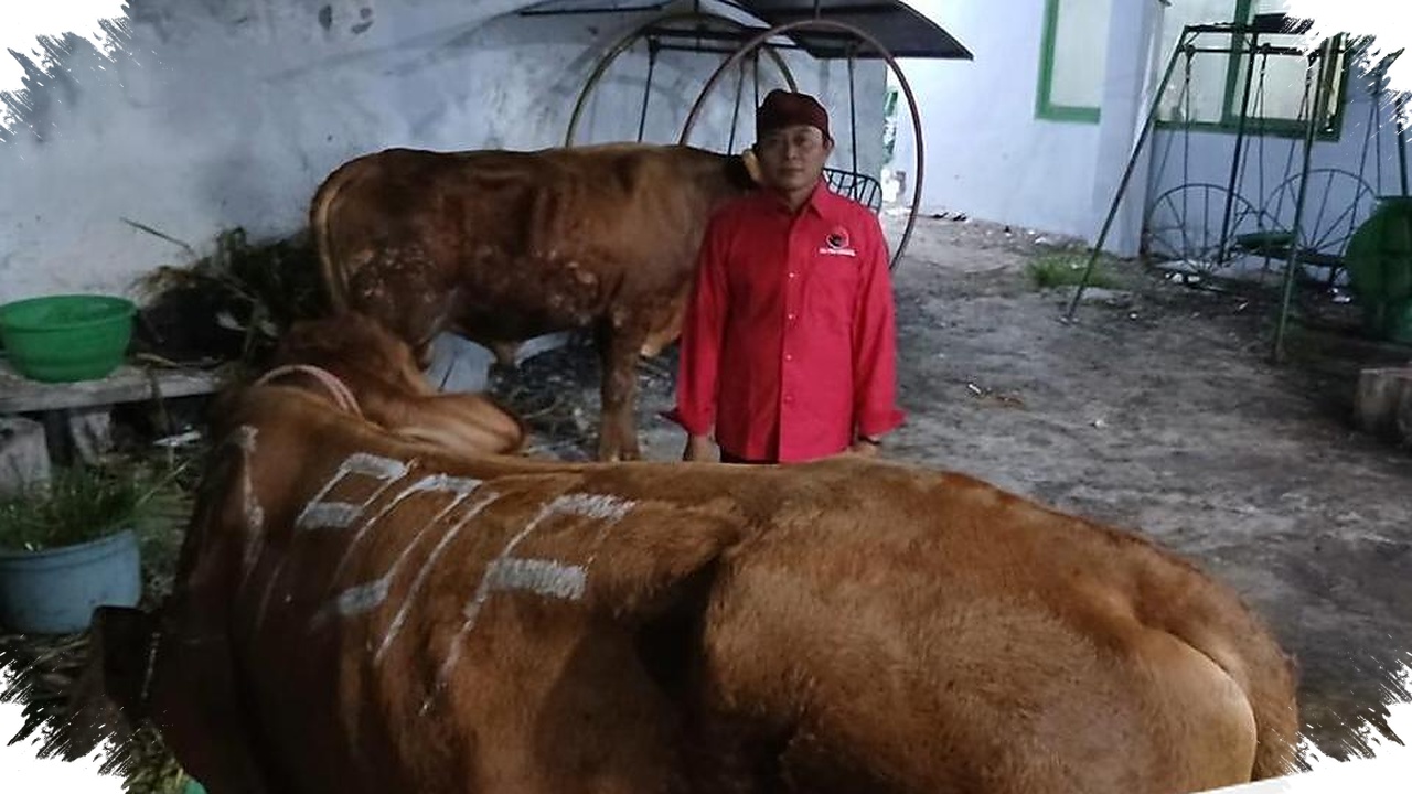 DPD PDIP Jatim Tebar 468 Sapi Kurban, Pesantren Dan Warga Jadi Penerima Utama