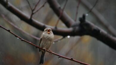 Setelah Hujan Reda, Burung Ramai Bernyanyi, Ini Rahasia Ilmiah di Baliknya
