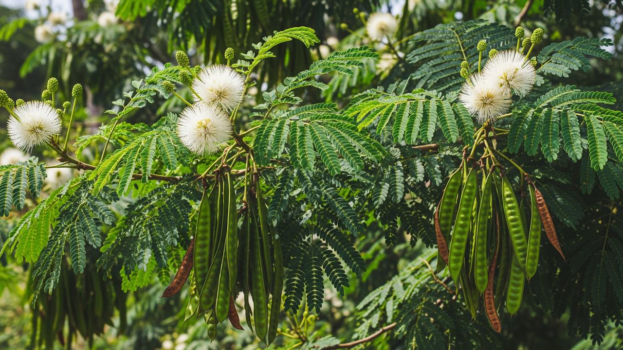 12 Pohon Pemikat Walet dan Trik Sulap Lahan Sempit Jadi Kebun Produktif