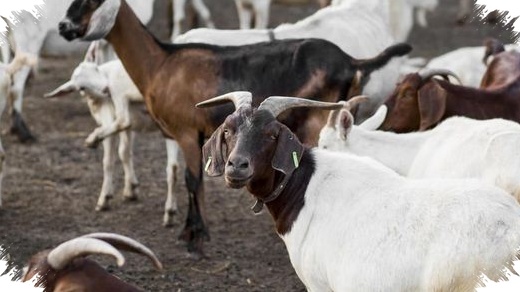 Menggabungkan Niat Kurban Dan Akikah Ternyata Tak Selalu Sah, Ini Perbedaan Pandangan Ulama