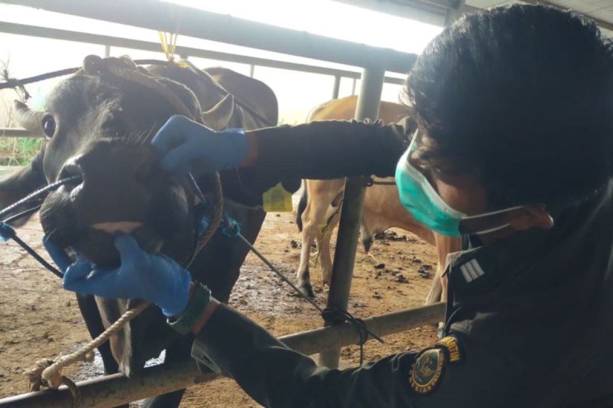 Sulsel Kirim Ribuan Sapi ke Kalimantan Menjelang Idul Adha, Pengawasan Karantina Diperketat