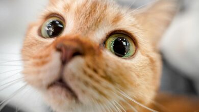 Kucing Tak Pernah Benar-Benar Ditaklukkan, Mereka Mendekat Karena Makanan, Bukan Perintah