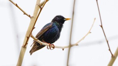 Burung Migrasi Bisa Terbang Berhari-hari Tanpa Henti, Inilah Rahasia Mereka Selalu Pulang