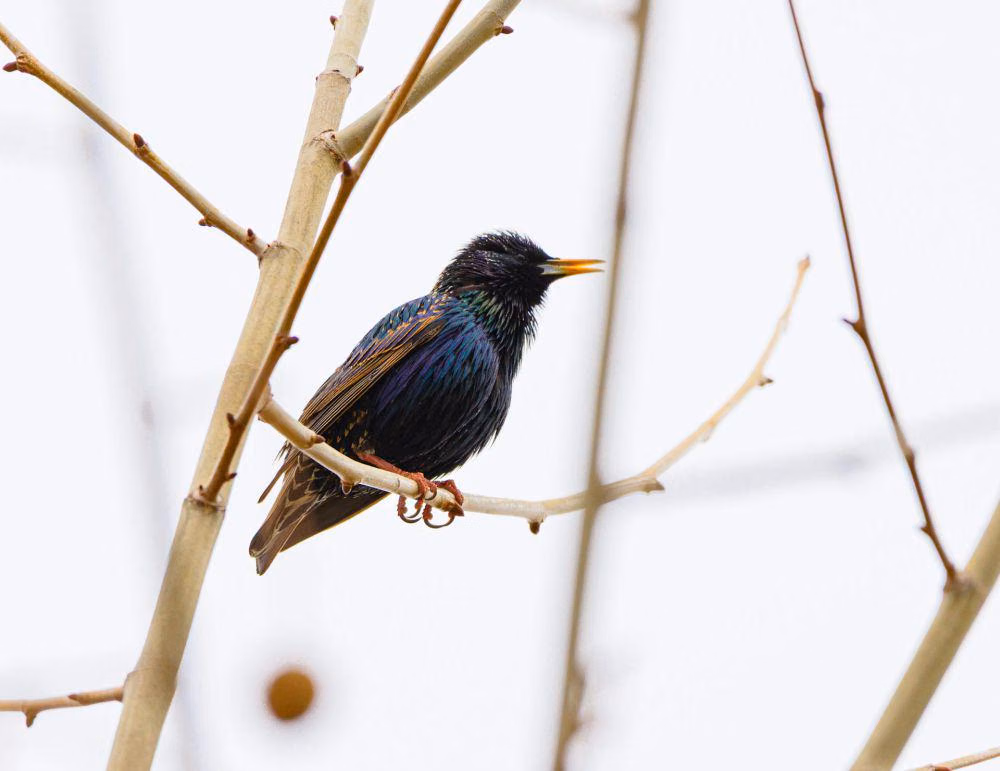 Burung Migrasi Bisa Terbang Berhari-hari Tanpa Henti, Inilah Rahasia Mereka Selalu Pulang