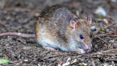Gigi Tikus Tak Pernah Berhenti Tumbuh, Ini Alasan Mereka Harus Terus Menggerogoti Benda