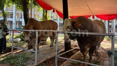 Dua Sapi Jumbo Prabowo-Gibran Di Istiqlal, Langsung Menarik Perhatian Jemaah