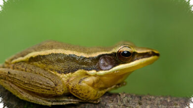 Katak Emas Kian Terdesak, Habitat Sempit Di Western Ghats Makin Mengkhawatirkan