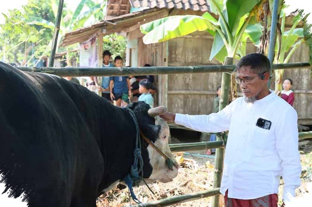 Sekda Jateng Salurkan Sapi Kurban 1,1 Ton ke Tinanding, Simbol Desa Mulai Bangkit dari Banjir